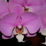 L'orchidée Phalaenopsis est épiphyte.Originaire d'Extrême Orient et l'une des plus faciles à faire refleurir.