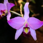 Originaire du Mexique, l'espèce Laelia anceps est une orchidée épiphyte ou lythophyte.