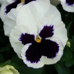 Couleurs et longue floraison de la Pensée (ou Viola wittrockiana) sont très appréciées.