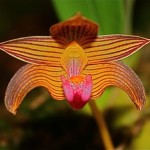 Bulbophyllum claptonense. Le nombre des orchidées est quasiment infini.