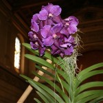 Cattleya skinneri : ce genre d'orchidée Cattleya est celui qui donne les plus grosses fleurs.