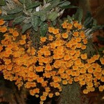  Le Dendrobium agregatum Grisby est épiphyte et apprécie de vivre en hauteur