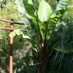 En 16 ans, le jardin est devenu une vraie forêt exotique, ici un bananier.