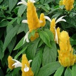  Chandelle jaune ou panache d'officier de ses cônes sortent des fleurs blanches évoquant des flammèches.