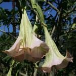 Le datura est cultivé pour ses longues trompettes odorantes mais attention, la plante entière est toxique.