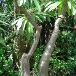 Pachypodium lamerei de Madagascar. Son tronc est couvert d'épines et ses feuilles tombent à la fin de l'été
