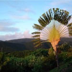 Ravenala Madagascariensis,arbre des voyageurs.Son éventail de feuilles gigantesques est le symbole de l'île.