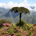  En climat chaud, peu de plantes produisent un effet aussi spectaculaire Fougère arborescente, La Réunion.