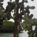 Opuntia géant des Galapagos il peut atteindre 8 m de haut, c'est l'espèce de cactus la plus grande au monde.