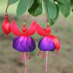 Les Fuchsias présentent une variété fascinante de formes et de couleurs rouge, blanc,rose et violet.