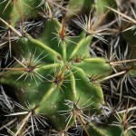 Ferocactus ou Cactus féroce, plantes protégées par de solides aiguillons.