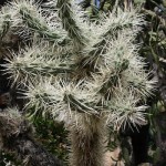 Cylindropuntia spinosior, famille appelée aussi Cholla chez les Anglo-saxons.