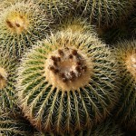 L'Echinocactus grusonii ou Cactus oursin est appelé aussi coussin de belle-mère !
