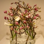 Les branches de magnolia semblent danser une ronde dans la coupe en verre. Ecole Misho
